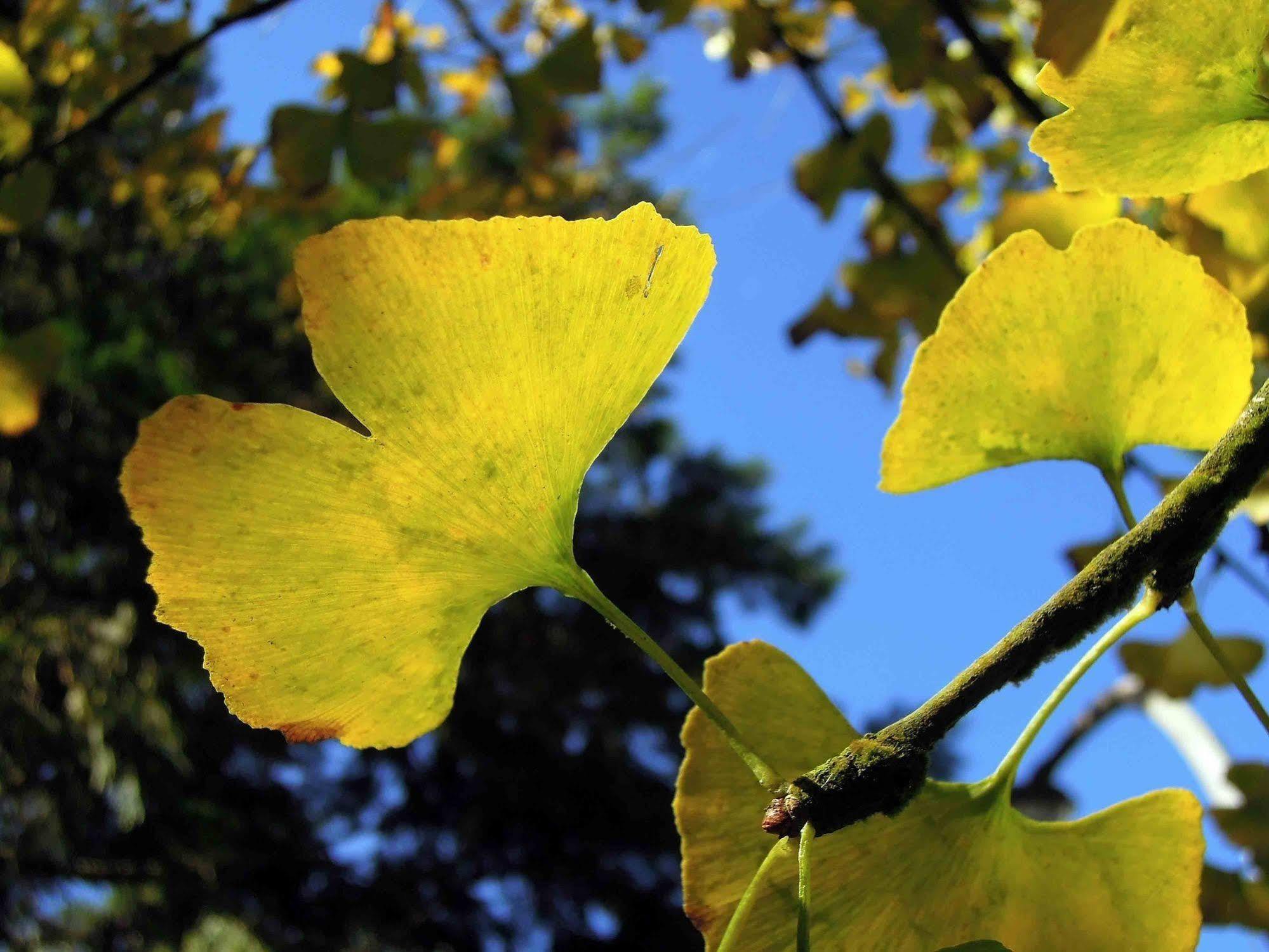 Ginkgo Hotel Lugu Bagian luar foto